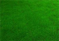 Создание рулонных и посевных газонов Создание рулонных и посевных газонов