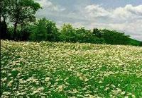 Мавританские газоны Мавританские газоны