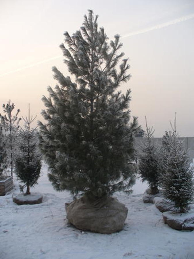 Зимняя посадка саженцев деревьев